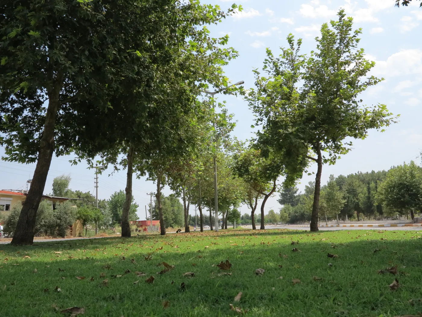 Varsak Beldesi'nde ağaçların çevrelediği yol